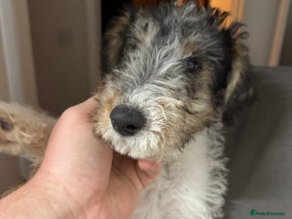 Fox Terrier dogs - Advert 7