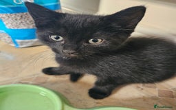 Mixed Breed cats for sale: 3 playful kittens  - Image 16