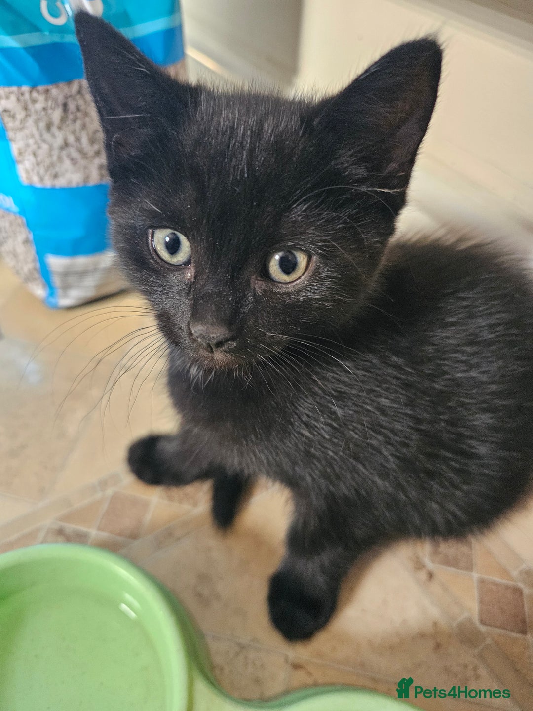 Mixed Breed cats for sale: 3 playful kittens  - Image 16