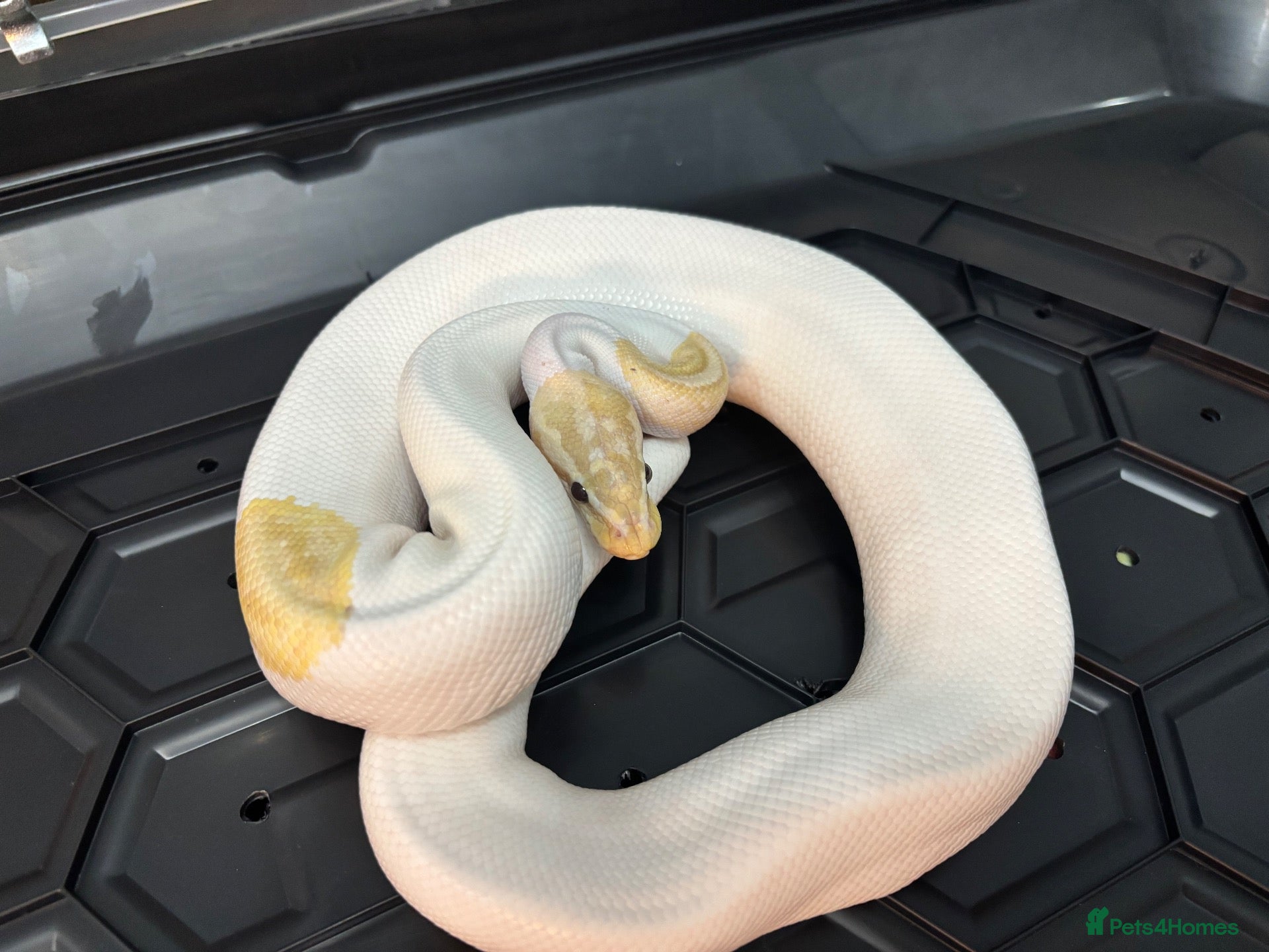 Python Snake reptiles for sale: Male Banana pied ball python - Advert 1