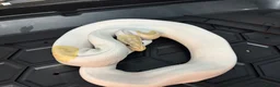 Python Snake reptiles for sale: Male Banana pied ball python - Advert 1