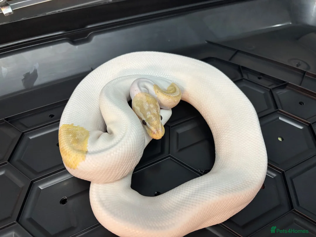 Python Snake reptiles for sale: Male Banana pied ball python - Advert 1