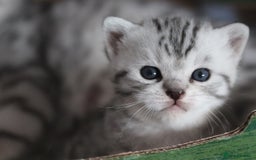 British Shorthair cats for sale: GCCF British Shorthair Silver Kittens - Advert 18