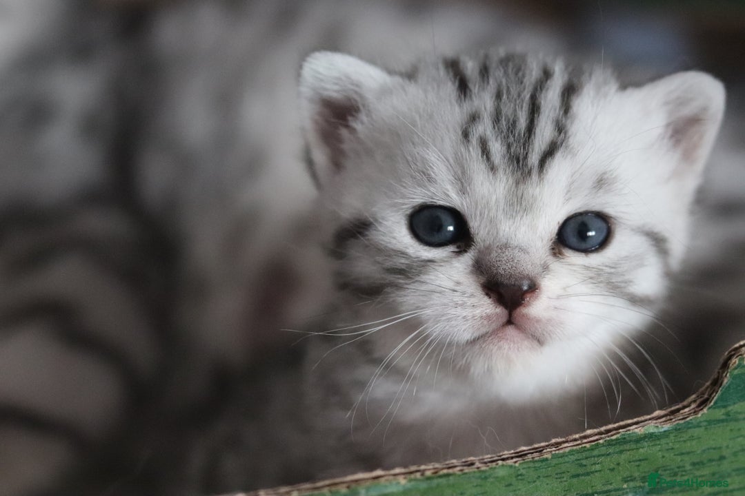 British Shorthair cats for sale: GCCF British Shorthair Silver Kittens - Advert 18