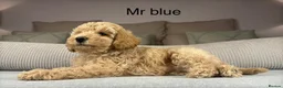 Maltipoo dogs for sale: GORGEOUS MALTIPOOS. BOYS ONLY - Advert 9