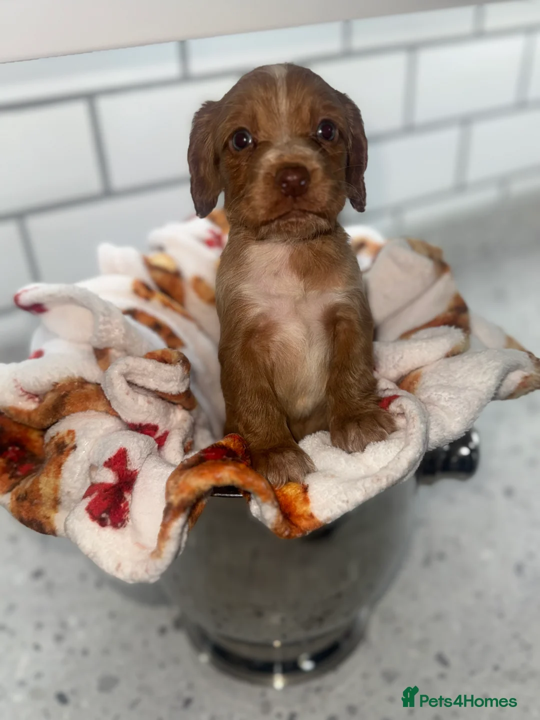 Cocker Spaniel dogs for sale: Cocker Spaniel Puppies.  - Advert 13