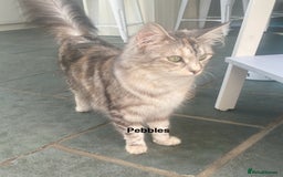 Ragdoll cats for sale: Ragdoll X Kittens for Loving Forever Homes - Image 28