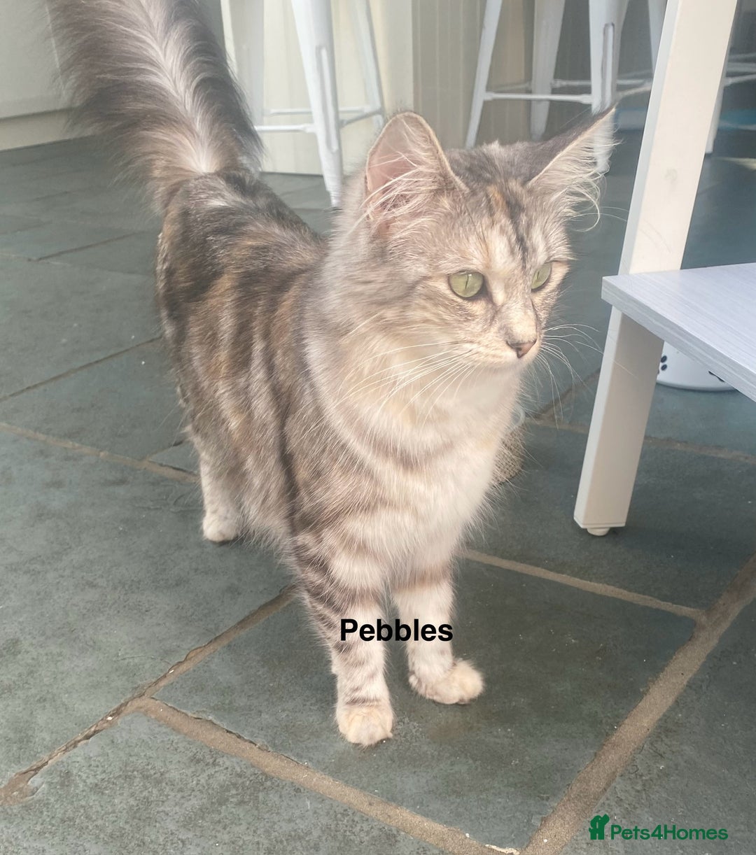 Ragdoll cats for sale: Ragdoll X Kittens for Loving Forever Homes - Image 28
