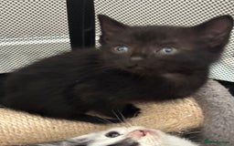 Mixed Breed cats for sale: Mixed Breed kittens - Image 11
