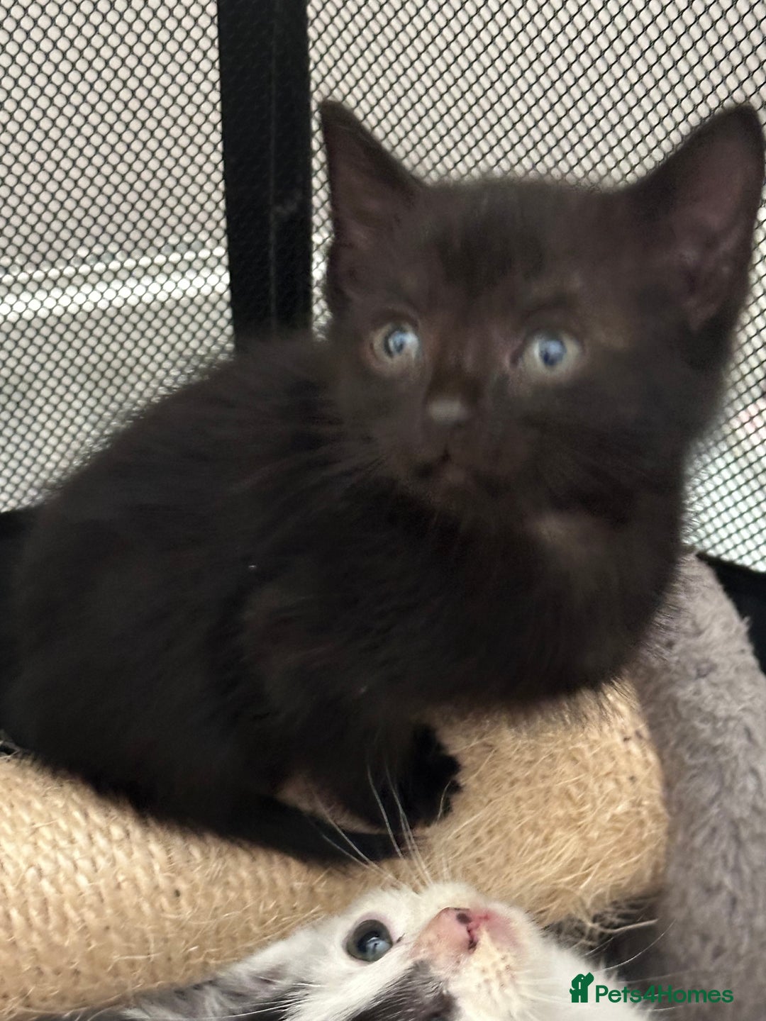Mixed Breed cats for sale: Mixed Breed kittens - Image 11