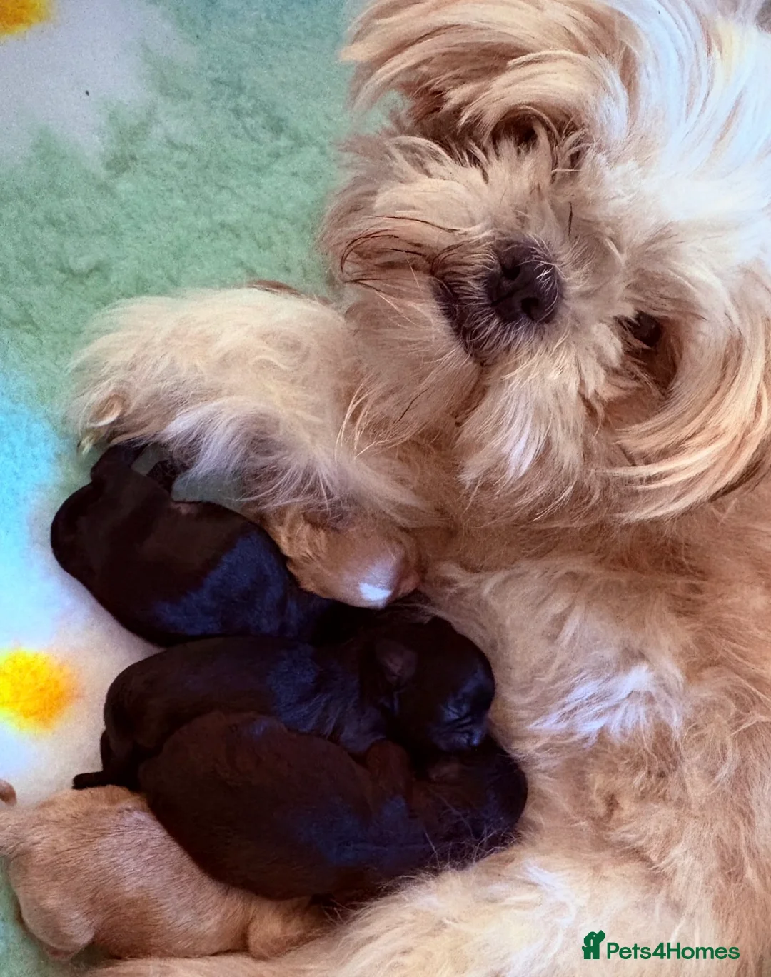 Shihpoo dogs for sale: Adorable Shipoo puppies - family raised  - Advert 22