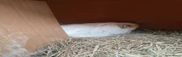 Guinea Pig rodents for sale: Female guninea long hair - Advert 3