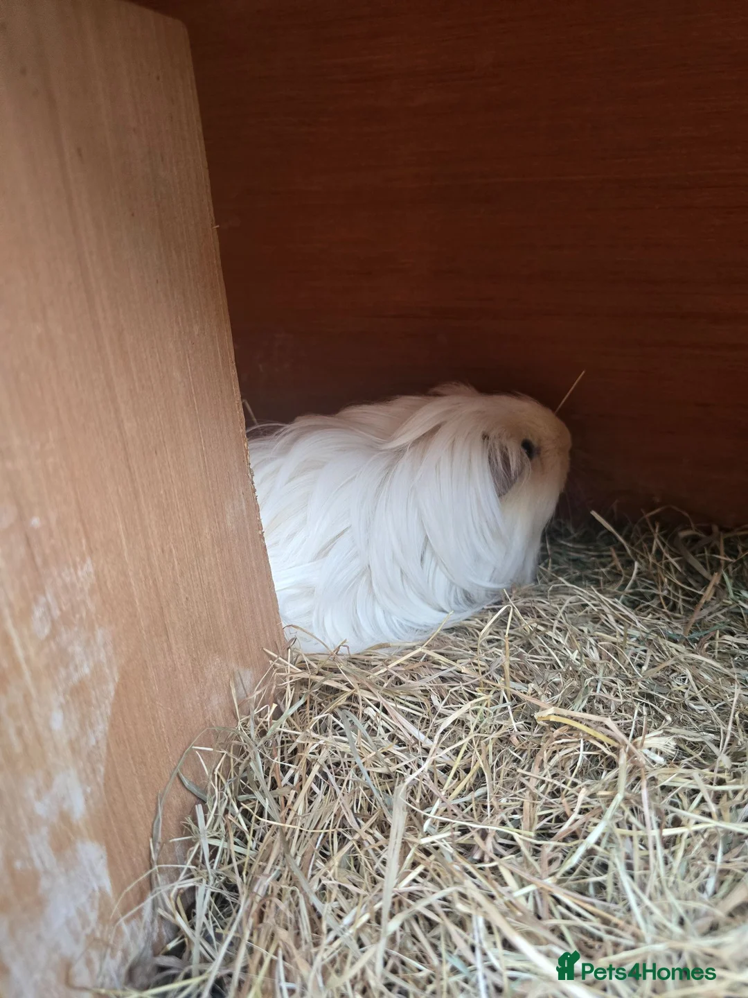 Guinea Pig rodents for sale: Female guninea long hair - Advert 3