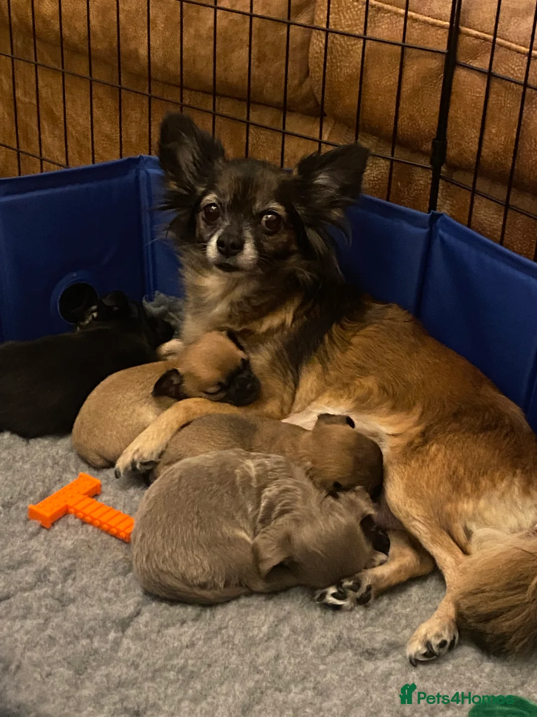 Chihuahua dogs for sale: Boy chihuahua smooth coat  - Advert 1