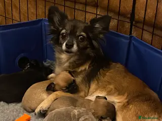 Chihuahua dogs Boy chihuahua smooth coat - Advert 2