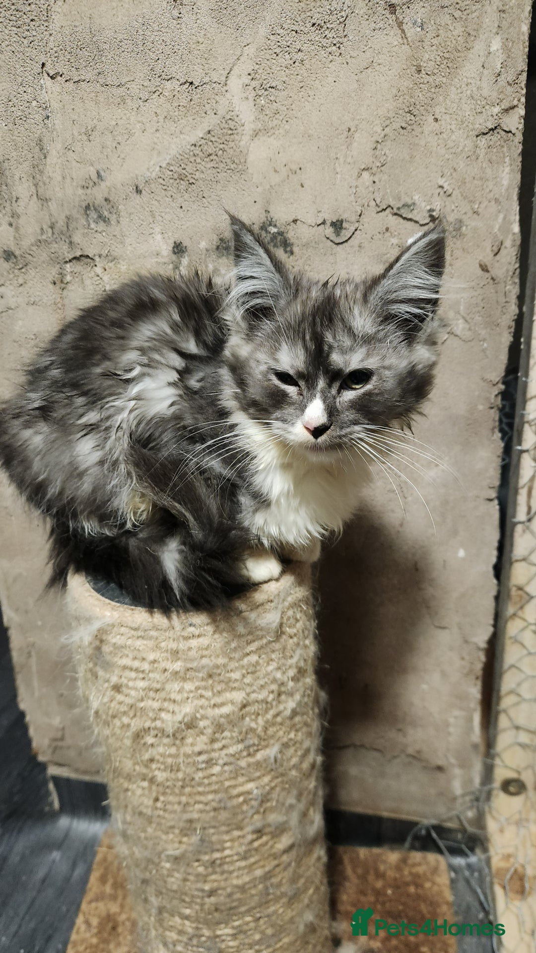 Maine Coon cats for sale: Pure maine coon kittens - Advert 3