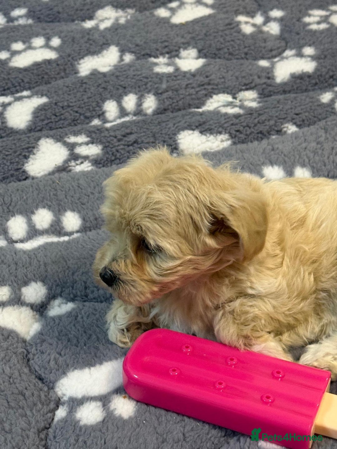 Maltipoo dogs for sale: Maltipoo puppies  - Advert 28