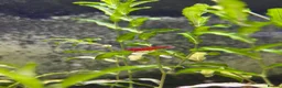 Shrimps fish for sale: Red, Orange and Blue shrimp for sale.  - Advert 5