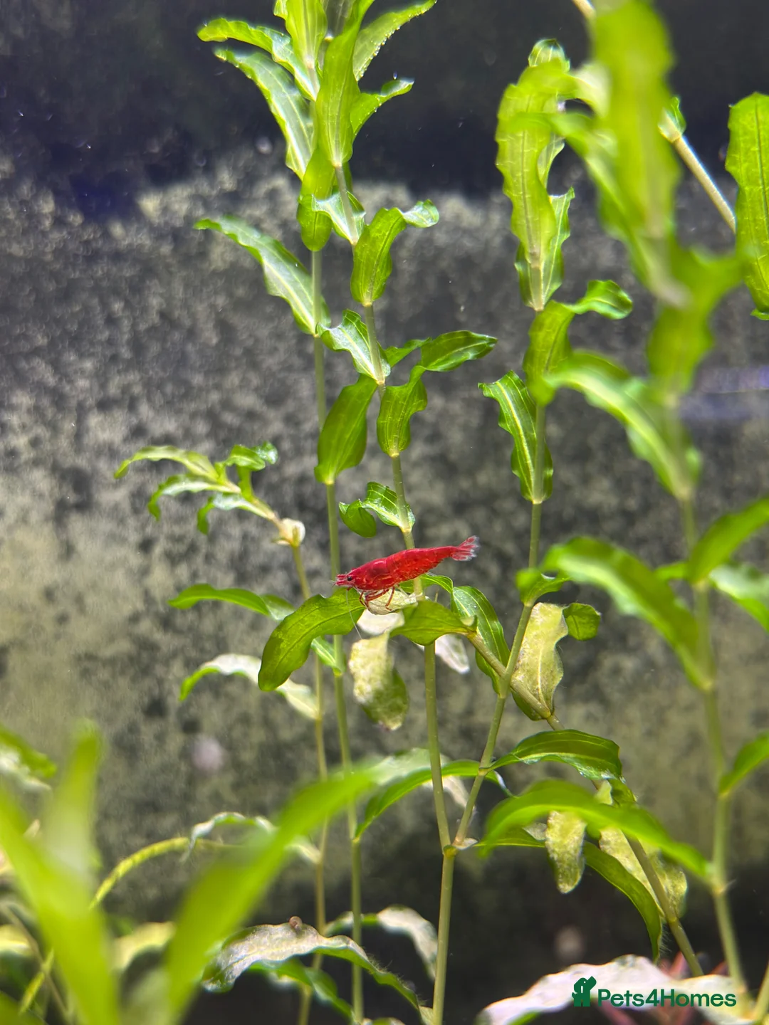 Shrimps fish for sale: Red, Orange and Blue shrimp for sale. £2.50 each   - Advert 1