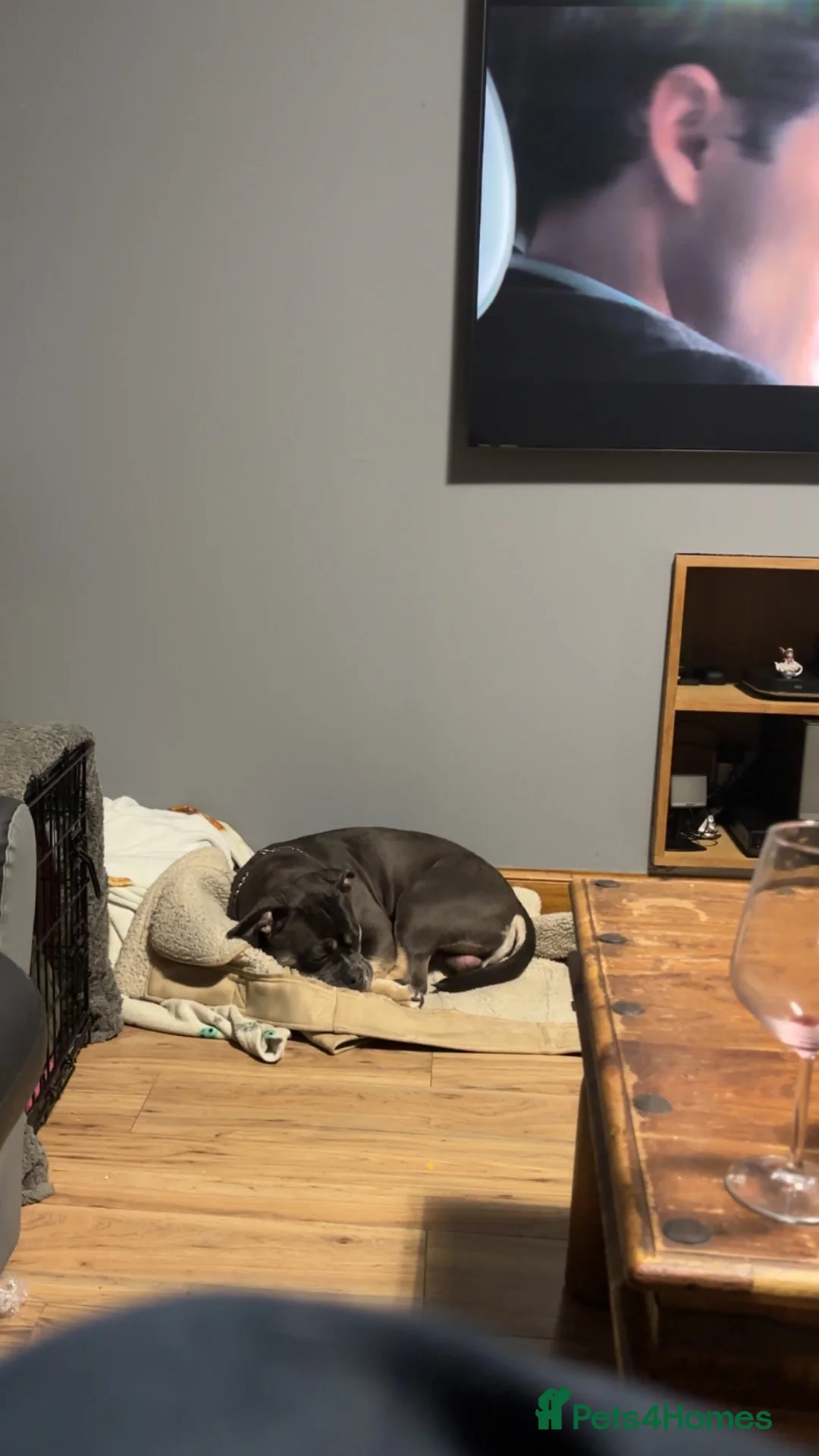Mixed Breed dogs for sale: Baron in Macduff - Advert 2