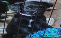Mixed Breed dogs for sale: READY!! Sprocker jack pups + free bag in Hereford - Image 35