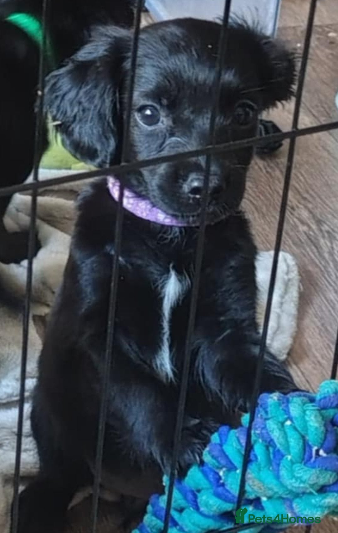 Mixed Breed dogs for sale: READY!! Sprocker jack pups + free bag in Hereford - Image 35