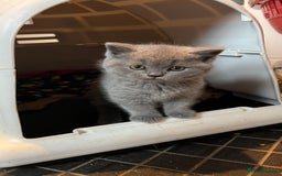 British Shorthair cats for sale: British Blue Boy Kitten For Sale - Image 1