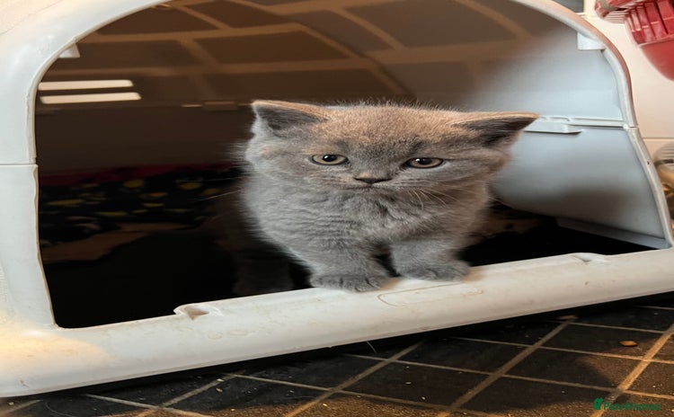 British Shorthair cats - Advert 5
