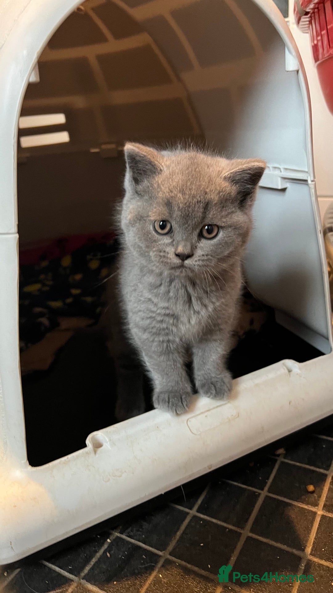 British Shorthair cats for sale: British Blue Boy Kitten For Sale - Image 1