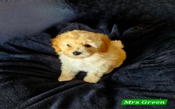 Shihpoo dogs for sale: Stunning 3rd Generation Shihpoo Puppies For Sale - Image 6