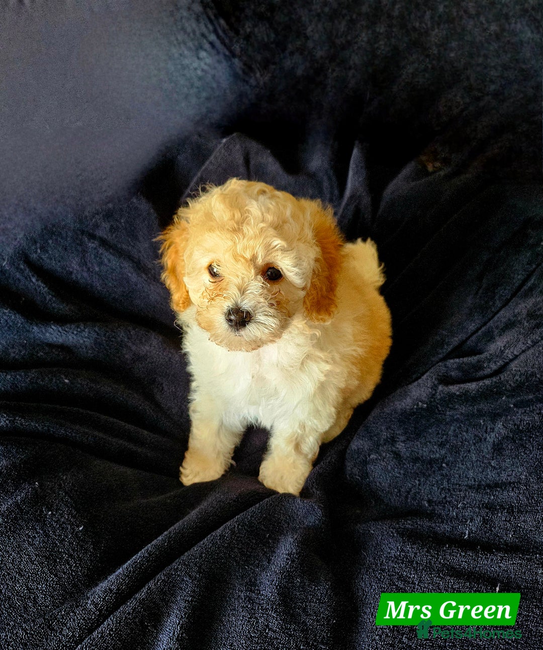 Shihpoo dogs for sale: Stunning 3rd Generation Shihpoo Puppies For Sale - Image 6