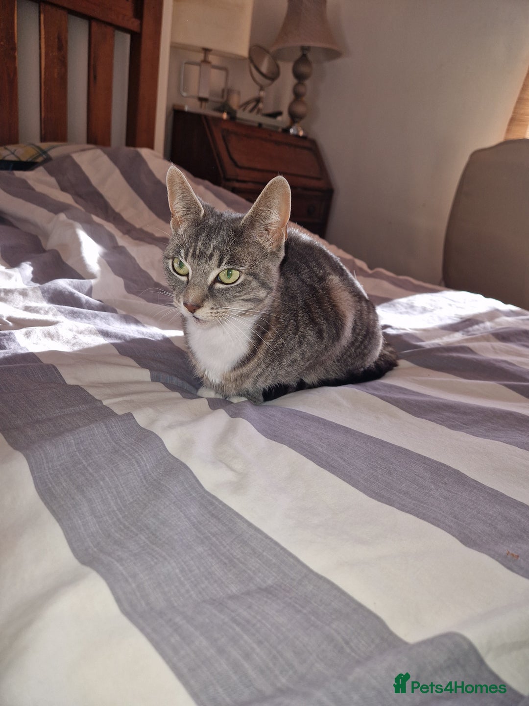 British Shorthair cats for sale:  CHOOKY needs a home - Advert 4