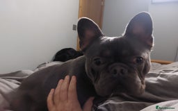 French Bulldog dogs for sale: FRENCH BULLDOG FOR SALE - Advert 1