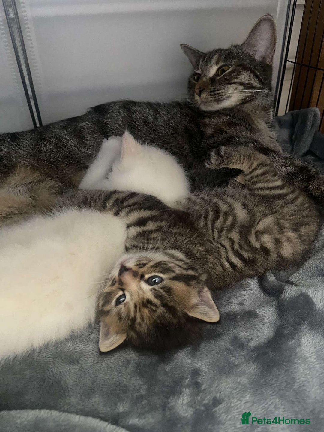 Mixed Breed cats for sale: 2 Beautiful kittens  - Image 5