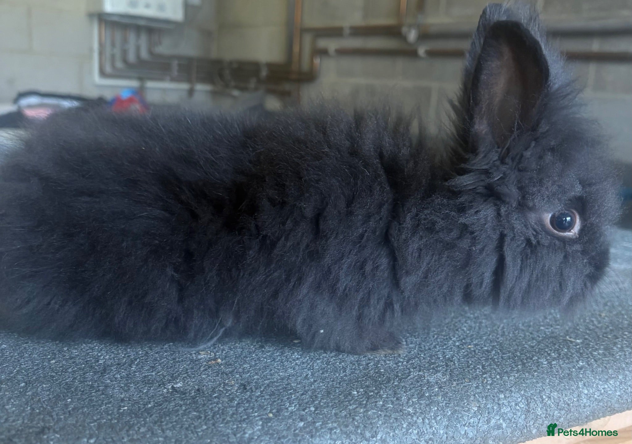 Lionhead rabbits Lionhead doe  - Advert 6
