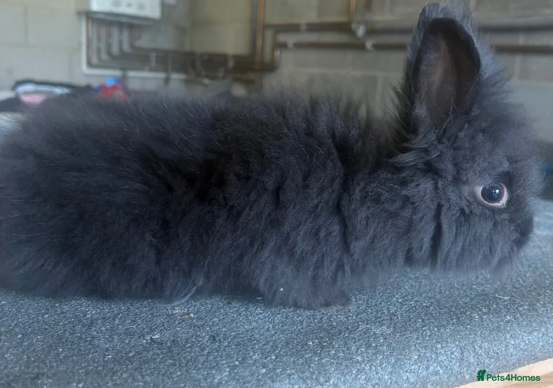 Lionhead rabbits for sale: Lionhead doe  - Advert 1