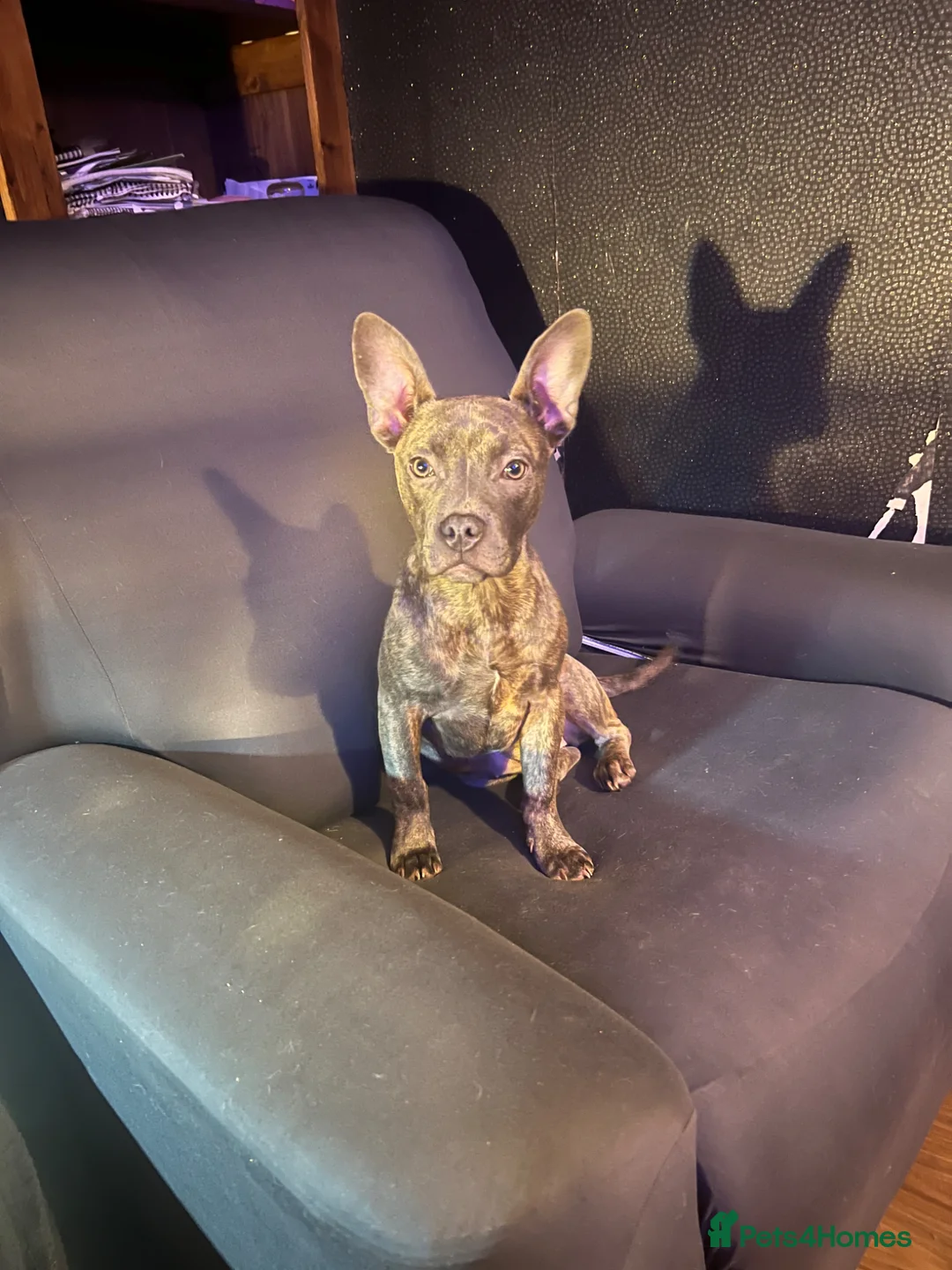 Mixed Breed dogs for sale: Beautiful girl in Gloucester - Advert 5