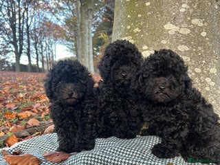 Toy Poodle dogs Beautiful Pedigree Toy Poodle Puppies - Advert 18