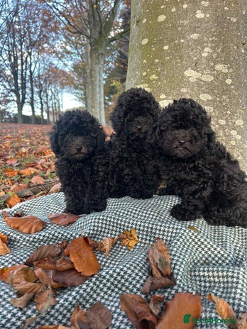 Toy Poodle dogs Beautiful Pedigree Toy Poodle Puppies - Advert 1