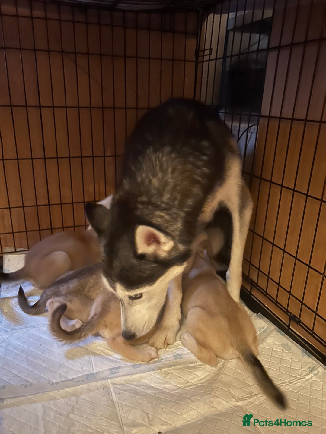 Mixed Breed dogs for sale: 4 husky cross American bulldog pups  - Image 8
