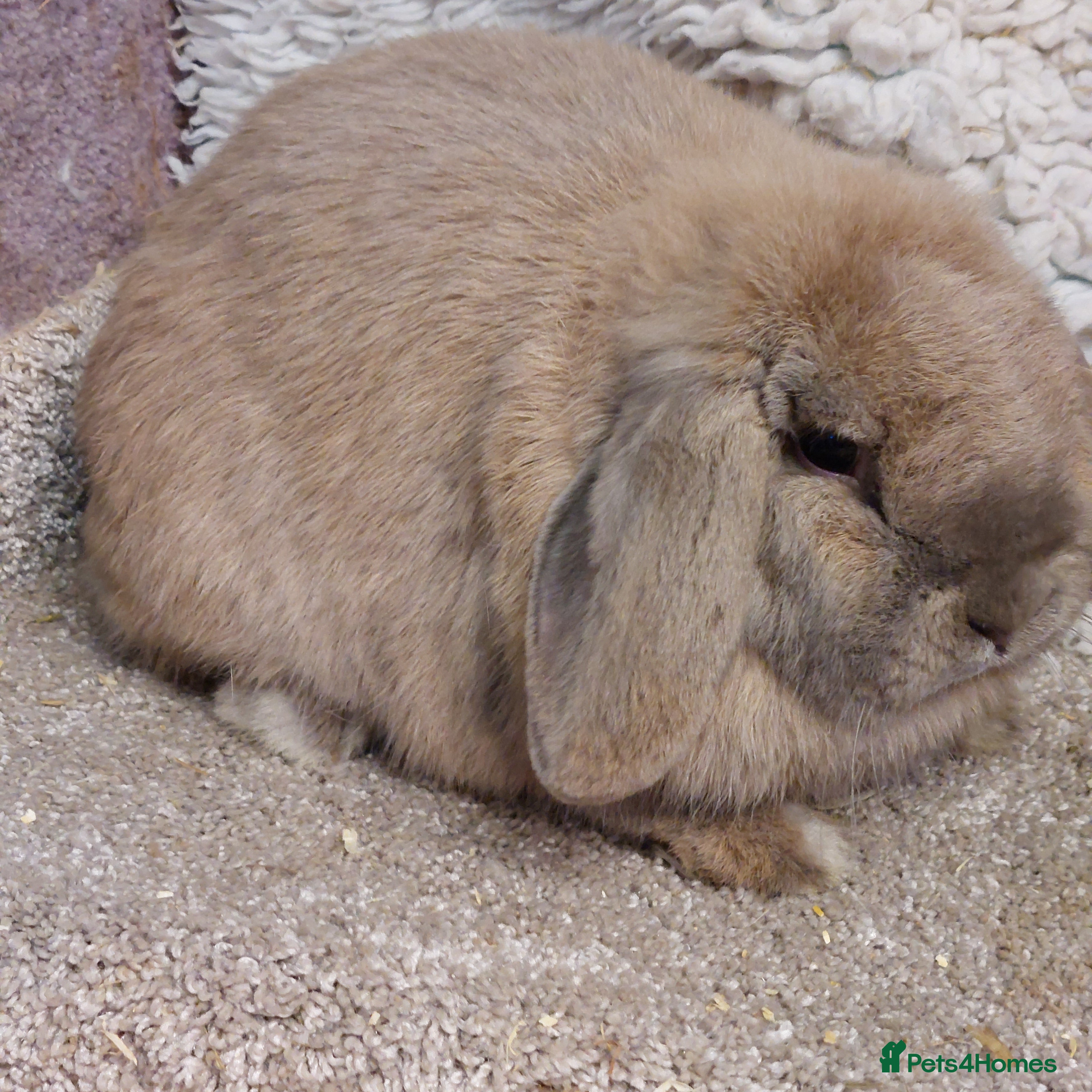 Mini Lop rabbits  Beautifull freindly minilop Doe - Advert 14