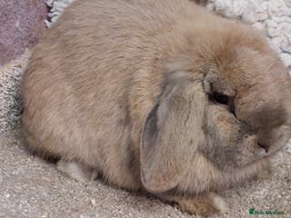 Mini Lop rabbits Beautifull freindly minilop Doe - Advert 14