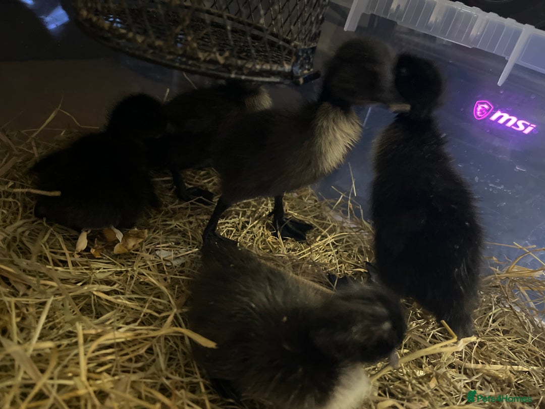 Ducks poultry for sale: Cayuga ducklings mixed - Image 2