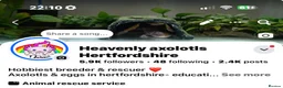 Axolotl reptiles for sale: Axolotl juveniles variety of morphs 3months old  - Advert 2