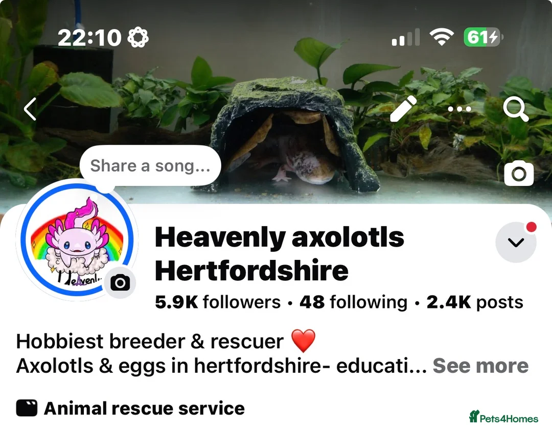 Axolotl reptiles for sale: Axolotl juveniles variety of morphs 3months old  - Advert 2