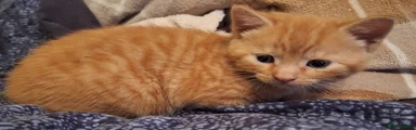 Mixed Breed Kitten 2