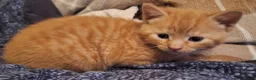 Mixed Breed cats for sale: Very nice 3 males kittens - Advert 30