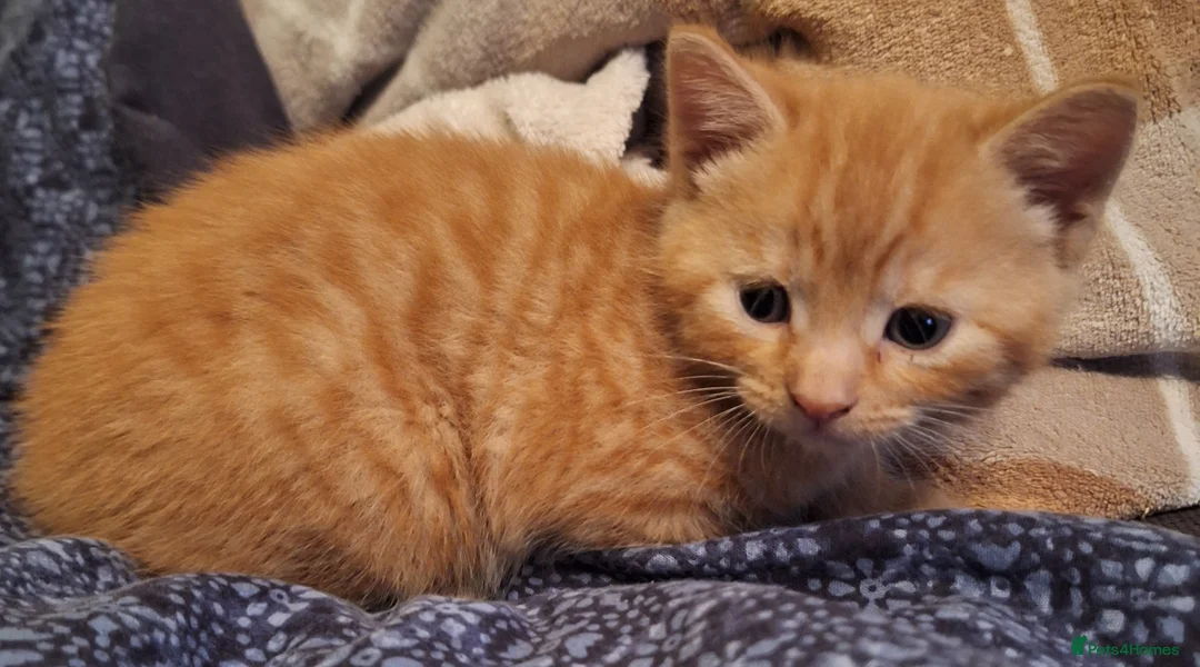 Mixed Breed cats for sale: Very nice 3 males kittens - Advert 30