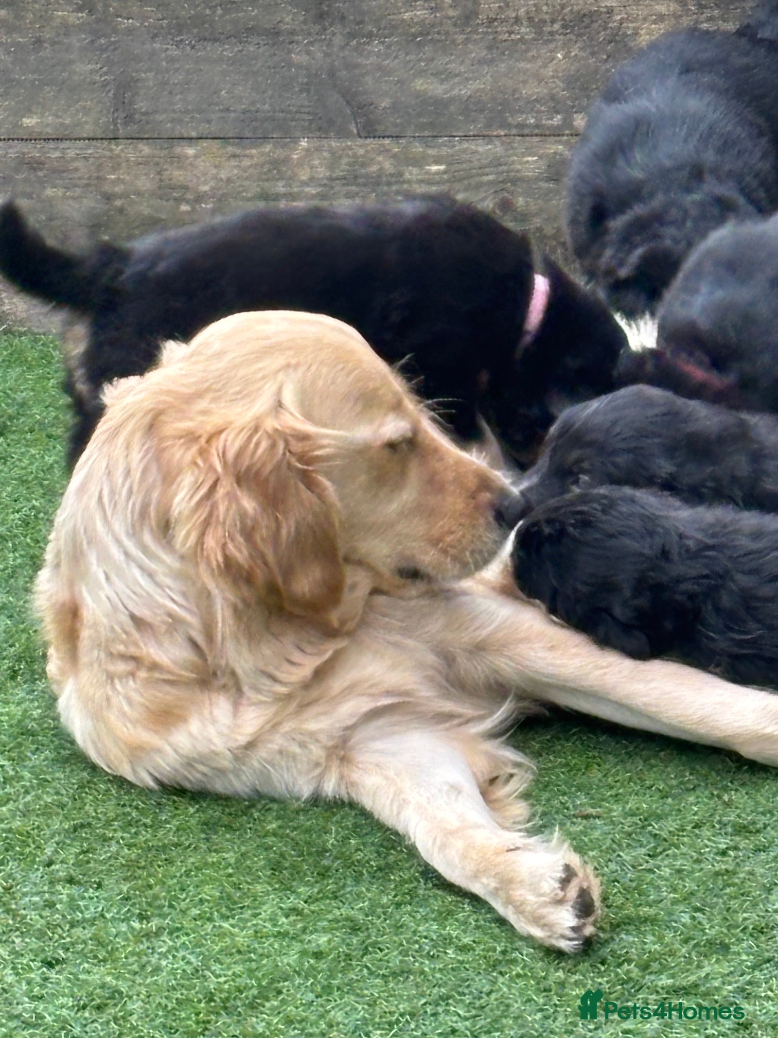 Mixed Breed dogs Beautiful puppies  - Advert 1