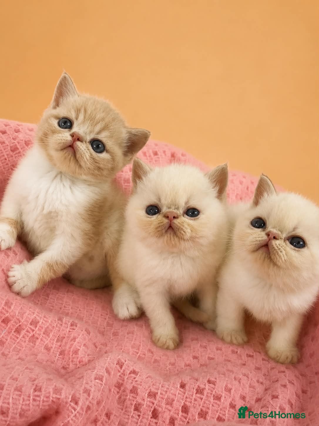 Exotic cats CHUNKY EXOTICS KITTENS GCCF PARENTS   - Advert 2